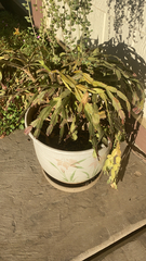 Schlumbergera truncata