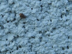 Orchestes steppensis