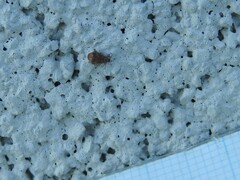 Orchestes steppensis