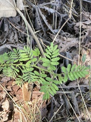 Jacaranda mimosifolia