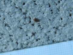 Orchestes steppensis