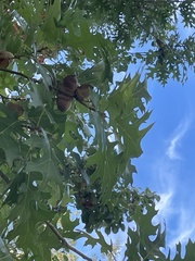 Quercus shumardii