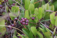 Smilax auriculata