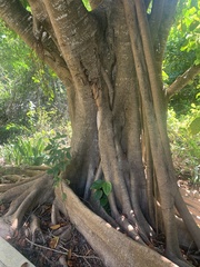 Ficus obtusifolia
