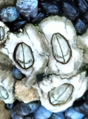 Chthamalus antennatus