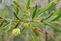 Acacia aspera