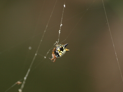 Austracantha