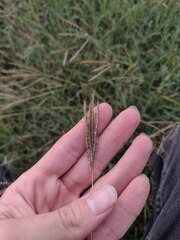 Bothriochloa pertusa