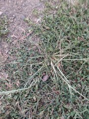 Eragrostis tenuifolia