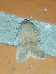 Xylenini