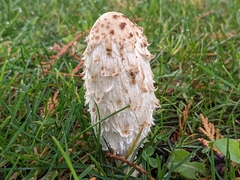 Coprinus comatus