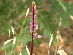 Dipodium roseum