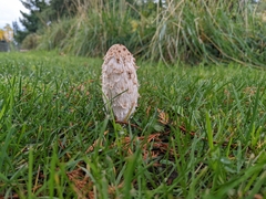 Coprinus comatus