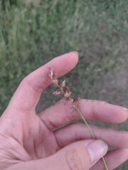 Cenchrus echinatus