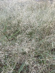 Eragrostis barrelieri