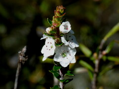 Epacris pauciflora