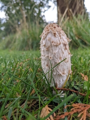 Coprinus comatus