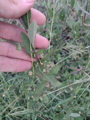 Sida rhombifolia