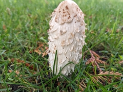 Coprinus comatus