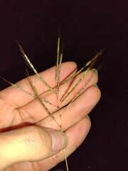 Dichanthium annulatum annulatum