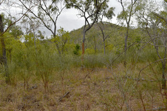 Jacksonia thesioides