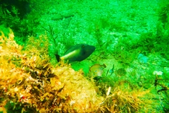 Meuschenia flavolineata