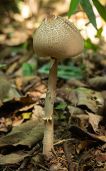 Macrolepiota capelariae