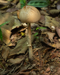 Macrolepiota capelariae