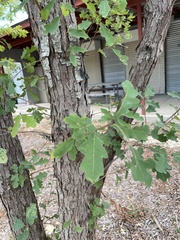 Quercus laceyi