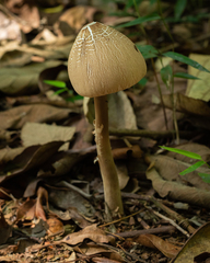 Macrolepiota capelariae