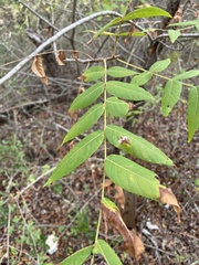 Juglans major
