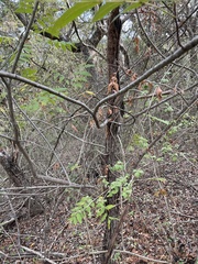 Juglans major