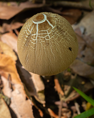 Macrolepiota capelariae