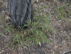 Acacia calyculata