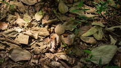 Macrolepiota capelariae