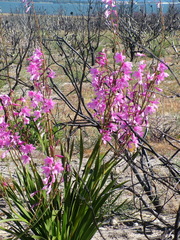 Watsonia borbonica