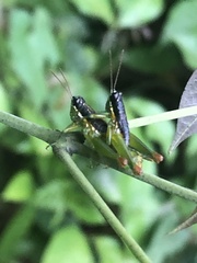 Liebermannacris dorsualis