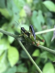 Liebermannacris dorsualis