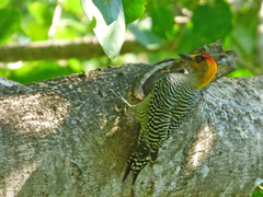 Melanerpes chrysogenys