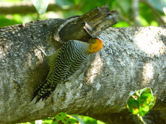 Melanerpes chrysogenys