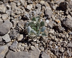 Physaria chambersii