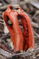 Clathrus columnatus