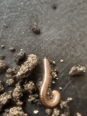 Cleidogona
