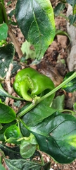 Capsicum annuum