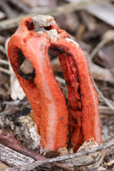 Clathrus columnatus