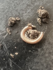 Cleidogona