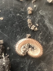 Cleidogona