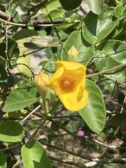 Mandevilla hirsuta