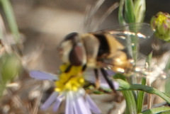 Palpada pusilla