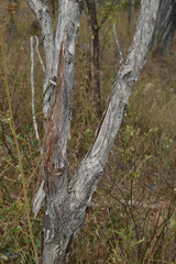 Melaleuca stenostachya